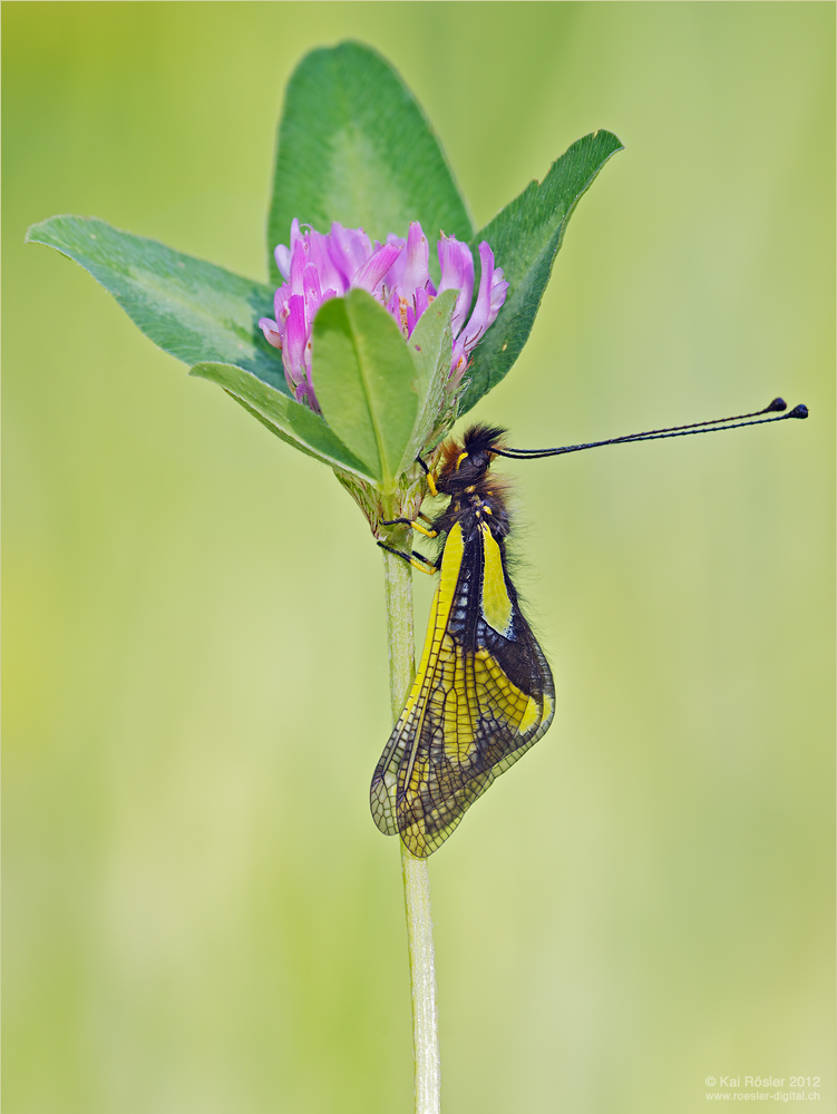 Libellen-Schmetterlingshaft_A77.jpg