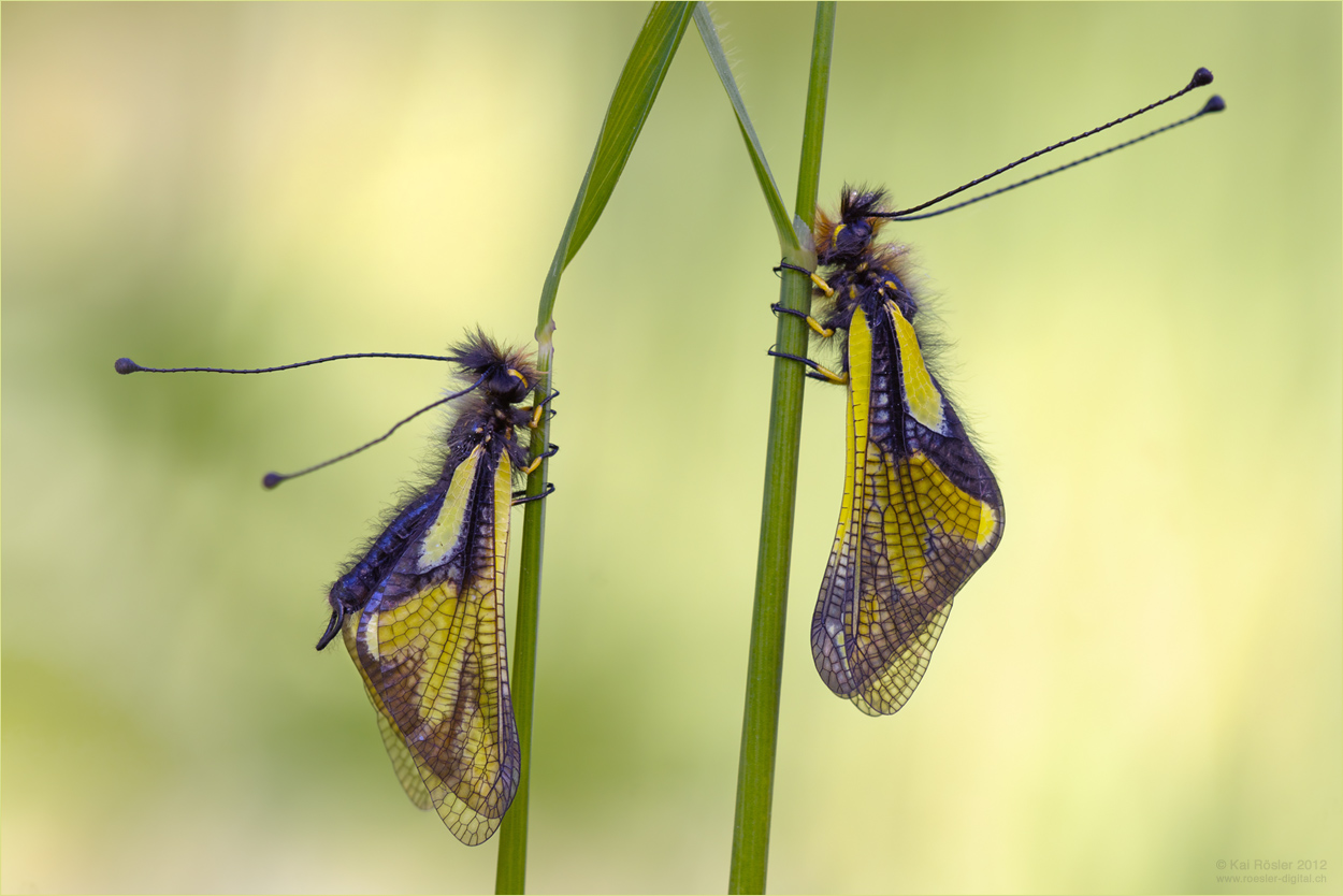 Libellen-Schmetterlingshaft_A77_07-31-30_1250.jpg